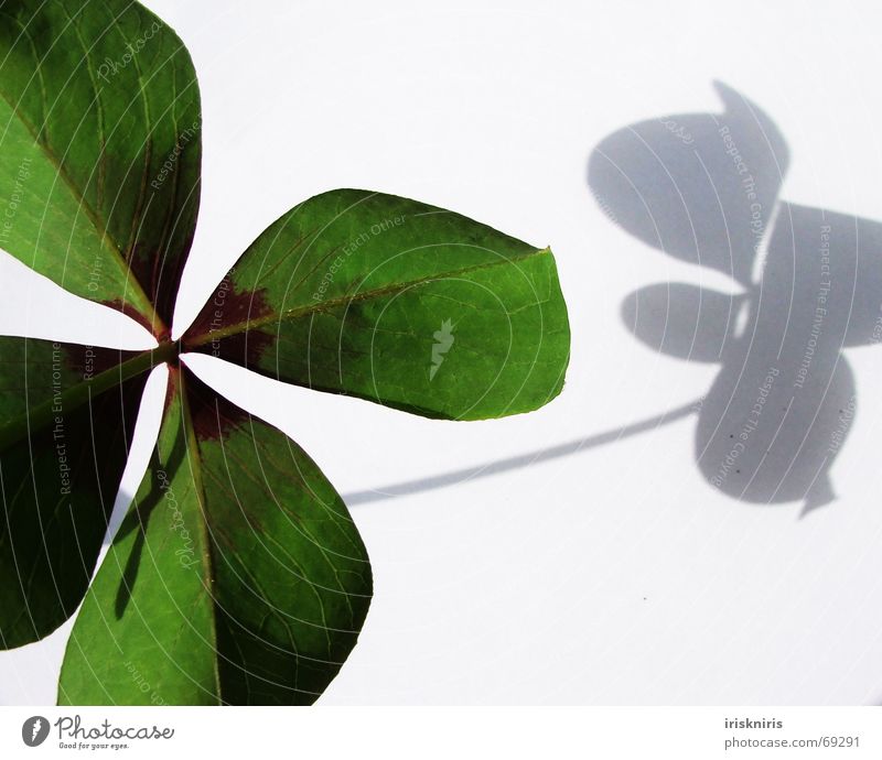 Happiness found III Clover Green Japan Ornamental clover Four-leaved Symbols and metaphors Desire 4 leaves Shadow Happy Close-up heart-shaped