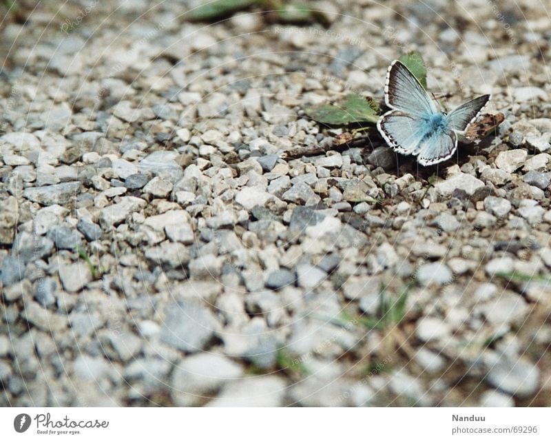 runway Beautiful Nature Butterfly Stone Cute Gravel Common blue Polyommatinae Diminutive Delicate dark blue cyanris seminargus Slate blue 1 Deserted Blur
