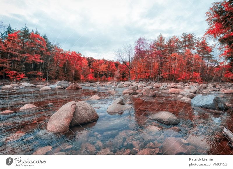 Indian Summer V Environment Nature Landscape Elements Water Sky Autumn Weather Beautiful weather Plant Tree Forest River Wet Natural Adventure Loneliness