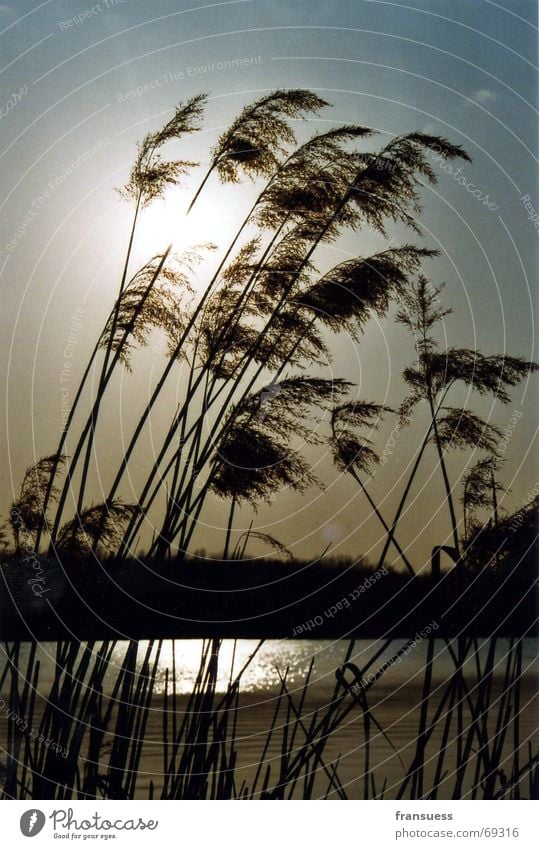 kulki Lake Common Reed Grass Relaxation Sun Peaceful Water Coast reflection Wind