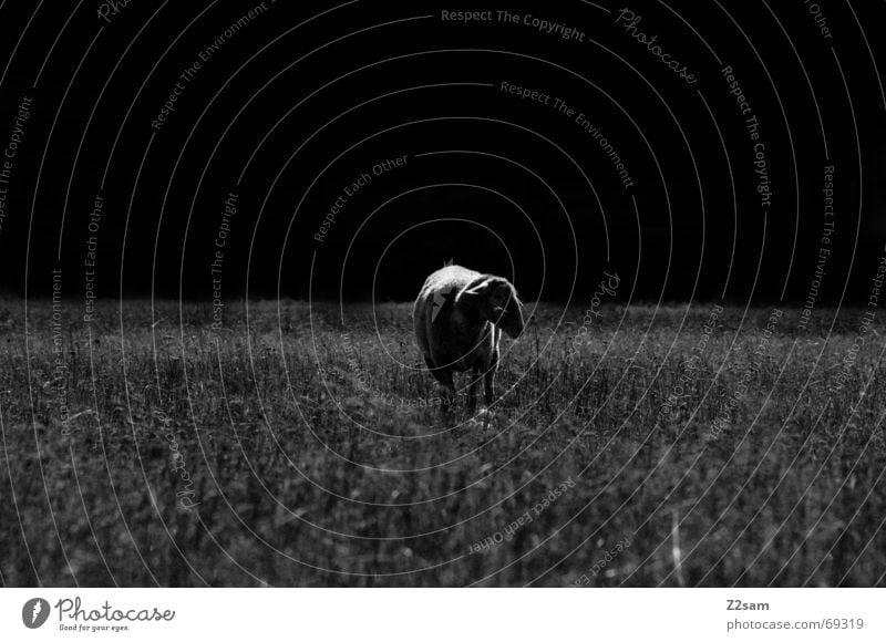 black sheep Sheep Meadow Dark Grass Stand Loneliness Animal Light Pasture Nature Shadow