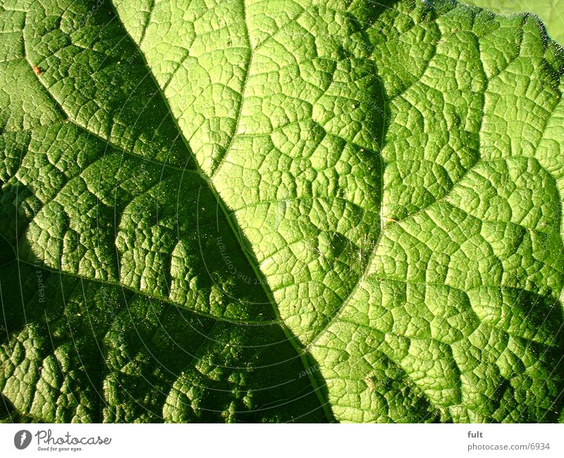 leaf Leaf Green Fresh Structures and shapes