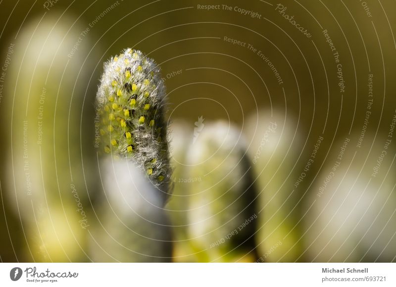 willow catkin Plant Blossom Fresh Together Beautiful Uniqueness Green Unwavering stand straight Colour photo Copy Space right