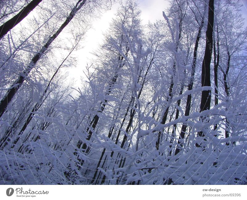 winter landscape II Clearing Winter Tree Forest Calm Relaxation Fir tree Sky blue Snowscape Snow hiking Illuminating Serene Whipped eggwhite Coniferous forest