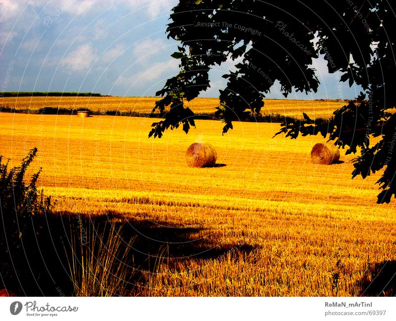 mid summer Cornfield Field Summer Hay bale Bale of straw Straw Tree Horizon Grain Harvest Shadow