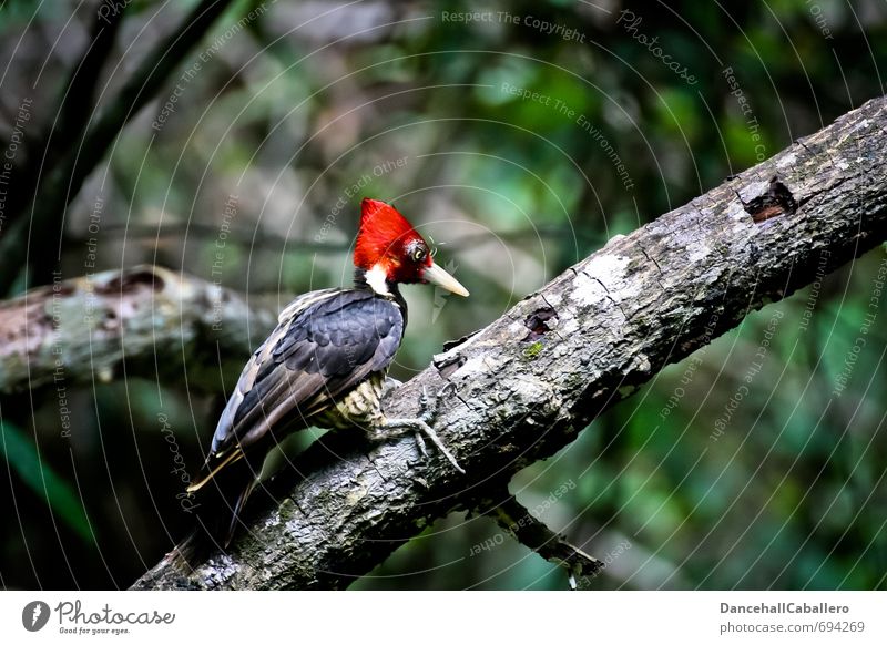 woodpecker Nature Animal Tree Forest Virgin forest Costa Rica Central America South America Wild animal Bird Woodpecker 1 Sit Free Historic Uniqueness Red Black