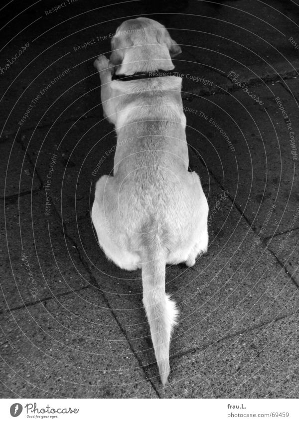 tidy dog Dog Tails Arrangement Labrador Nerviness Asphalt Exasperated Animal Obey Mammal Boredom Gastronomy Lie Wait Line Back accurate Sidewalk stepped up
