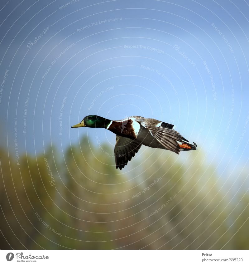 ... everything that has wings ... Nature Animal Sky Beautiful weather Wild animal Bird Wing Mallard 1 Movement Flying Free Blue Multicoloured Green Life Colour