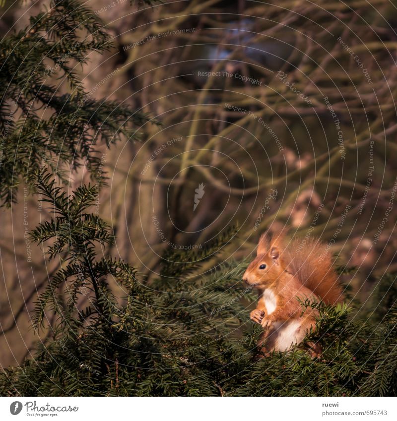 Harrying croissant Environment Nature Animal Spring Summer Tree Wild animal Squirrel 1 Wood Observe Sit Stand Wait Small Curiosity Cute Brown Green Red Calm