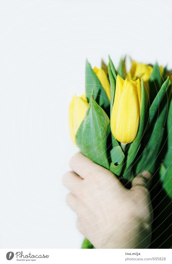 Happy birthday! Environment Nature Plant Spring Tulip Beautiful Yellow Green Bouquet Flower To hold on Donate Give Surprise Romance Valentine's Day
