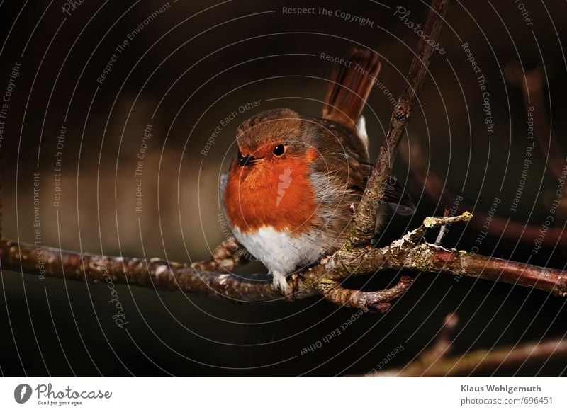 Robins The escape distance decreases in sub-zero temperatures, and if survival is ensured with warmed cat food, as in this case, even a shy robin becomes more trusting.