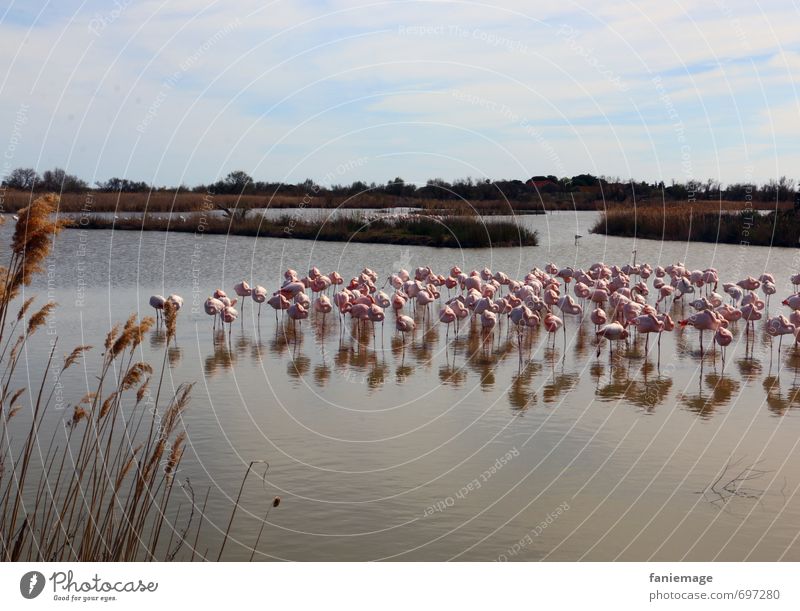 siesta Environment Nature Landscape Water Spring Lakeside Pond Animal Wild animal Flamingo Together Love of animals Camargue Pont de Gau Bird Sleep Idyll Siesta