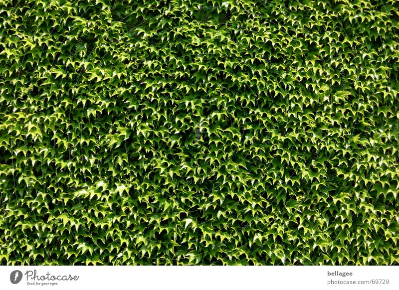 ivy/wine wall Ivy Wall (building) Green Leaf Vine Multiple Smoothness Exterior shot Hedge Wall (barrier) Structures and shapes Nature full-surface Many