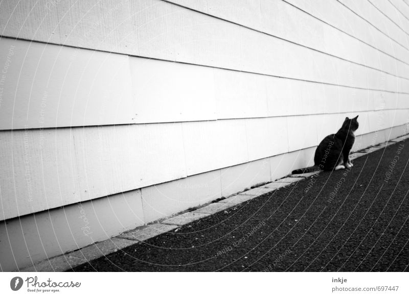 loner Building Wall (barrier) Wall (building) Facade Street Lanes & trails Animal Pet Cat 1 Line Stripe Crouch Looking Wait Gloomy Town Black White Emotions