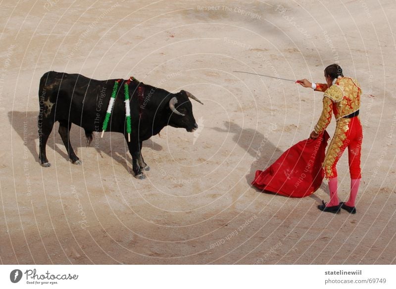 dagger-pounding legend Bullfight Bullfighter Red Spain France Arles Stadium Tradition Provence Brutal Strong Cattle Brave Dangerous Exterior shot Kill Pierce