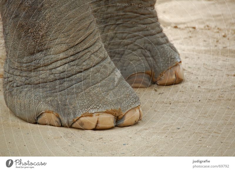 down-to-earth Elephant Animal Mammal Large Heavy Wrinkles Gray Crack & Rip & Tear Cute Asia Feet Skin Floor covering Sand Rough