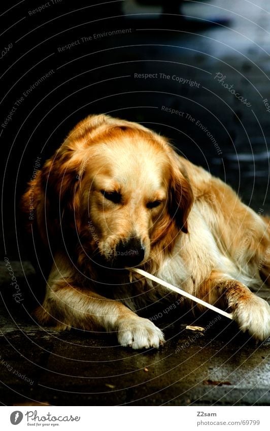 play with the stick.... Animal Dog Pelt Paw Stick Playing Sweet Friendliness Golden Retriever retriever Lie