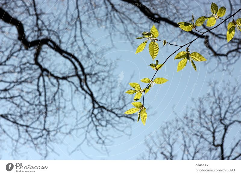 glimmer of hope Animal Sky Spring Tree Leaf Branch Twigs and branches Beech tree Green Optimism Life Hope Colour photo Exterior shot Copy Space bottom Day