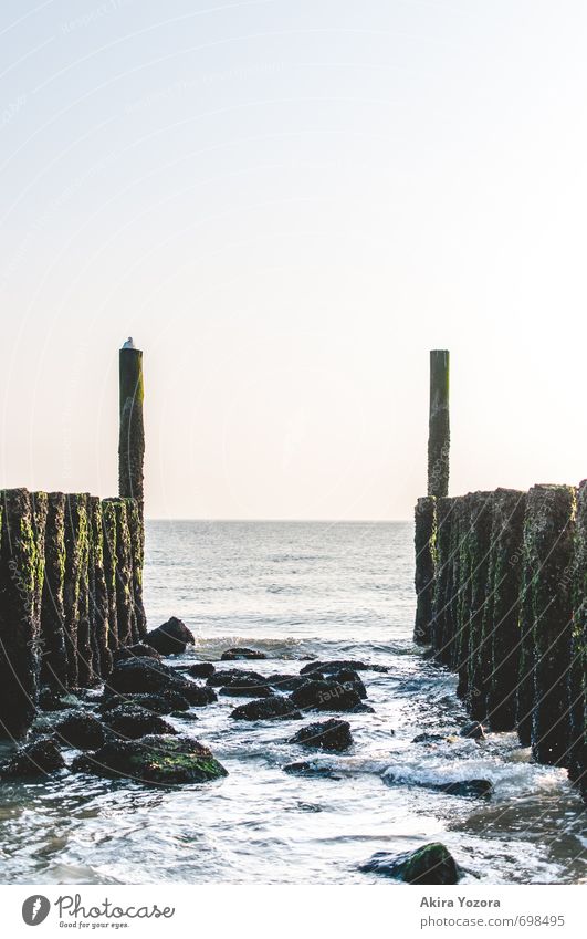 A place to rest Nature Landscape Water Sky Cloudless sky Horizon Sunrise Sunset Beautiful weather Waves Coast North Sea Ocean Bird 1 Animal Stone Wood Touch