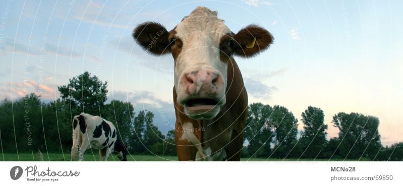 cow panorama Cow Field Meadow Snout Ear Sky Large Panorama (Format)