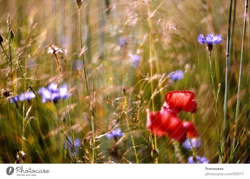 poppy alone in the wide field Poppy Grass Meadow Summer Plant Multicoloured Red Green Freedom Blue