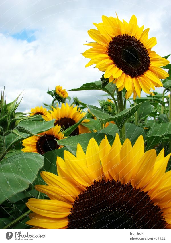 sunflower cone Flower Sunflower Beautiful Physics Multiple Clouds Green Yellow Bee Feed Delicious Congratulations Undo Open Blossom Brown Round Fine Delicate