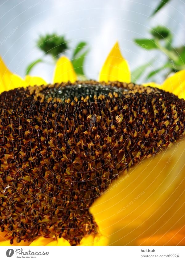 sun-roofed hills Flower Sunflower Hill Large Brown Blossom Bee Green Plant Living thing Long Strong Clouds Pistil Nature Sky Upward resonant clinking Root