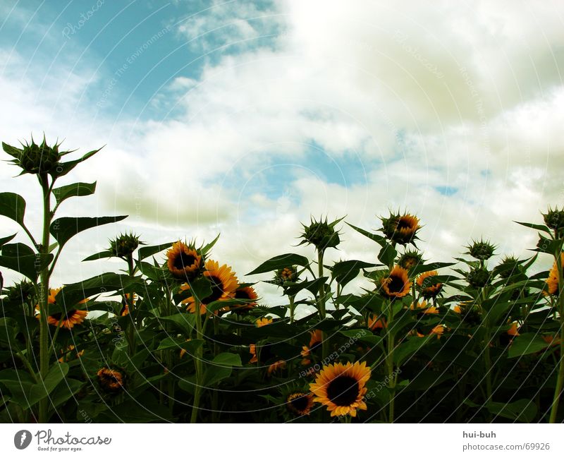 family joy Sunflower Flower Plant Clouds Green Leaf green Yellow Brown Feed To feed Stamen Bee Blossom Living thing Environment Ecological Summer Spring Autumn