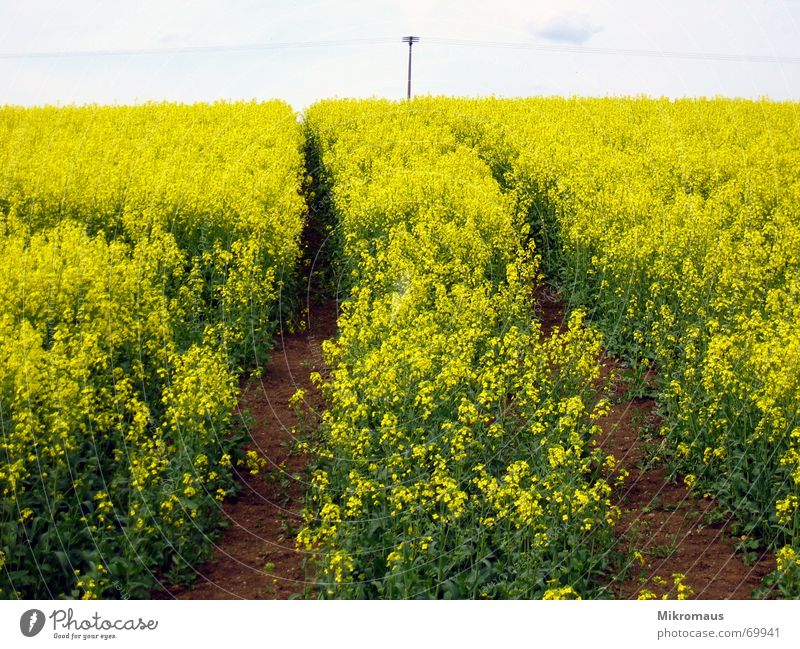 Traces in rape Canola Tracks Field Real estate Skid marks Tractor track Grass Yellow Green Vacation & Travel Summer Physics Happiness Confusing