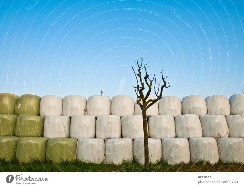 tidiness Nature Sky Cloudless sky Spring Beautiful weather Tree Blue Gray Harvest Hay Hay bale Plastic Sheeting Agriculture Colour photo Multicoloured