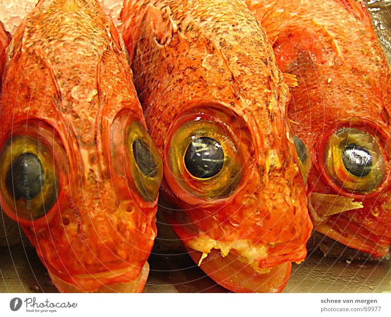 Attentive Eyes Seafood Fish market Basque Country Bilbao Looking Spain Smoothness Fresh Silent Watchfulness Vacation & Travel Europe Coast Watercraft Grief