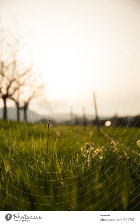 summer evening Environment Nature Landscape Plant Sky Sunrise Sunset Sunlight Summer Beautiful weather Tree Flower Grass Meadow Green Calm Summery Dusk