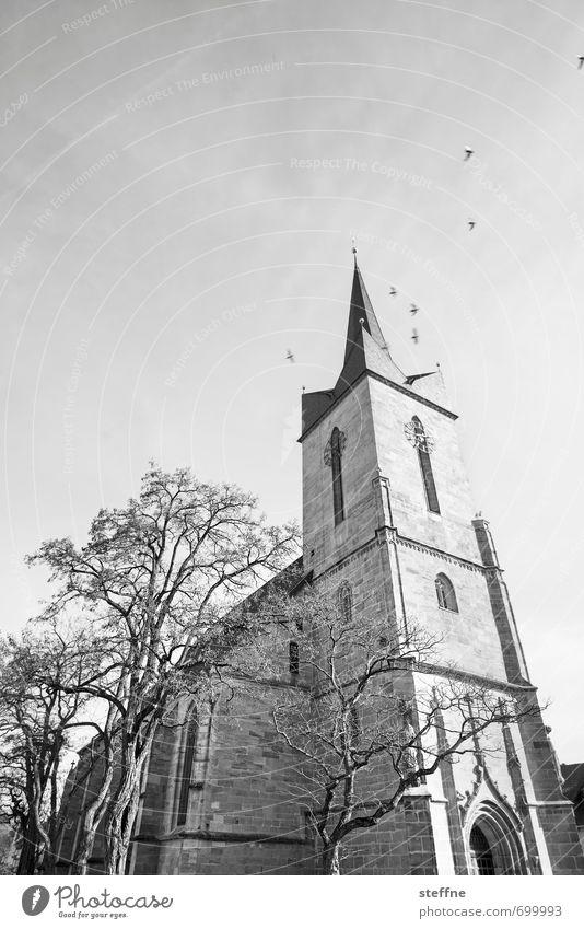 Church I Spring Tree Town Religion and faith Beautiful weather Worm's-eye view Black & white photo Copy Space top