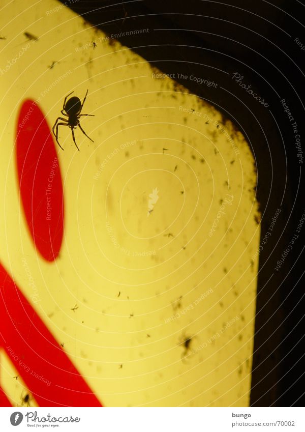 aranea antelucana aegritudinem et solicitudinem fert Spider Disgust Neon sign Advertising Light Night Spider's web Dirty Mosquitos Neon light Neon lamp Red Fear