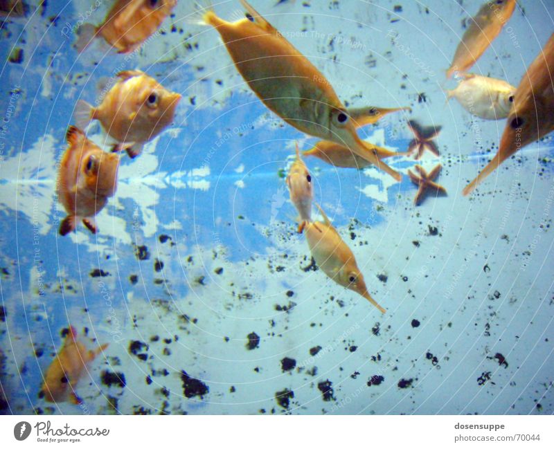 Fishpond Flush Aquarium Lake Pond Cyan Transparent Goldfish Background picture Wet Comforting Dive Under Smoothness Slowly Ocean Water Clarity Blue Eyes