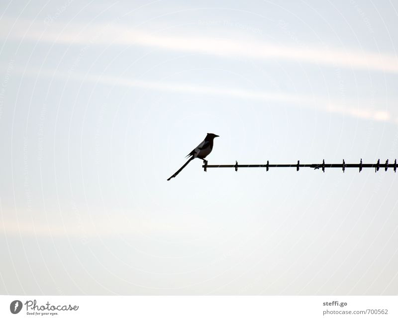 it follows: a backflip crouched Sky Antenna Satellite dish Lightning rod Animal Wild animal Bird Crow Black-billed magpie 1 Observe Esthetic Tall Bravery