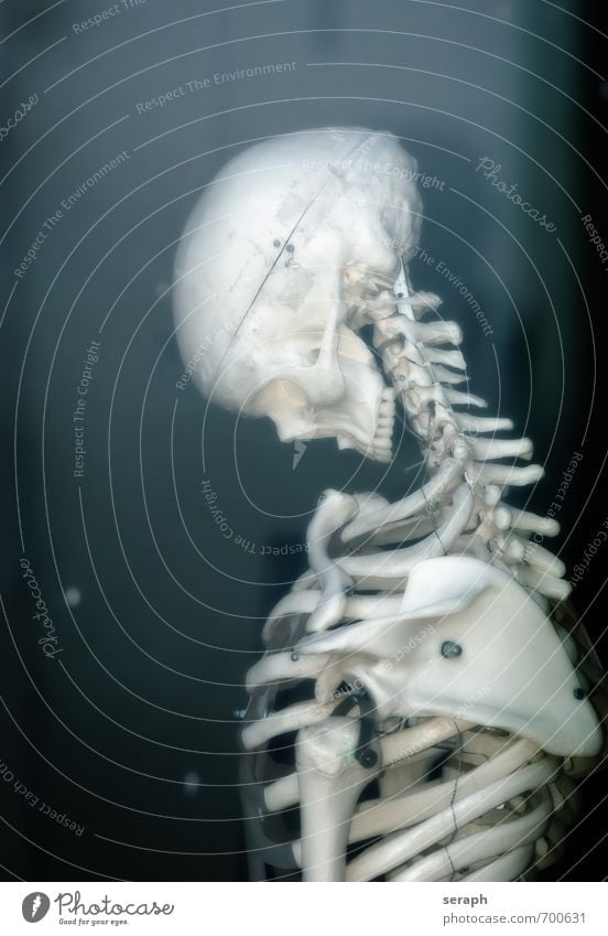 Human Skull Bony Image & Photo (Free Trial)