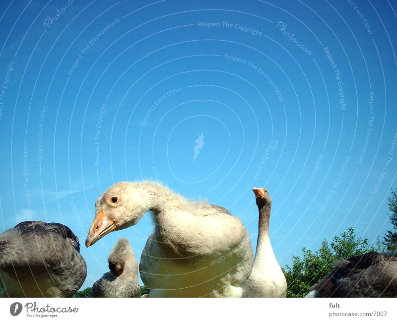 things like desktop goose