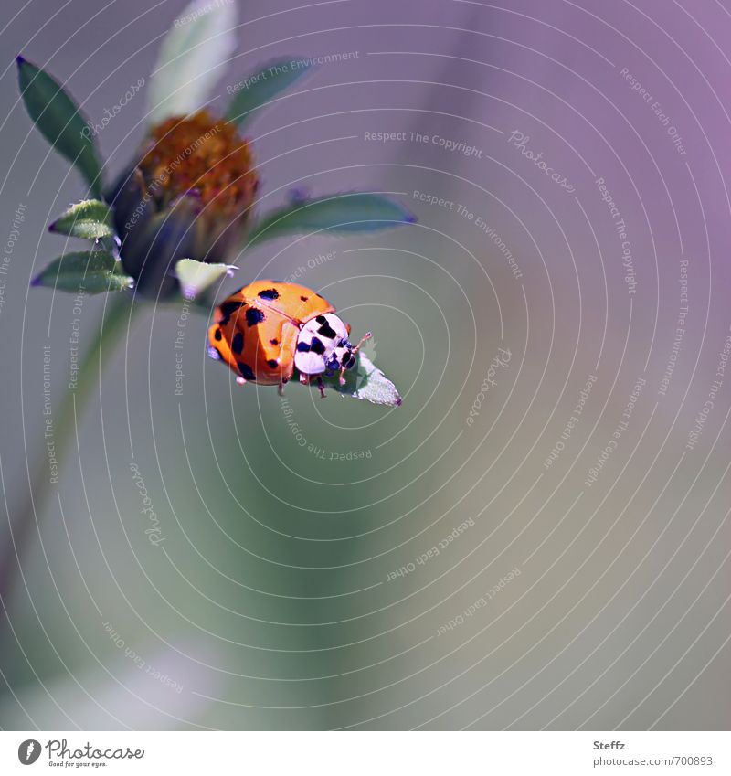 Sunbathing on a leaf in late summer Good luck charm lucky beetle symbol of luck Ladybird Easy Ease Beetle Serene Happy Calm Peaceful Harmonious Mood lighting