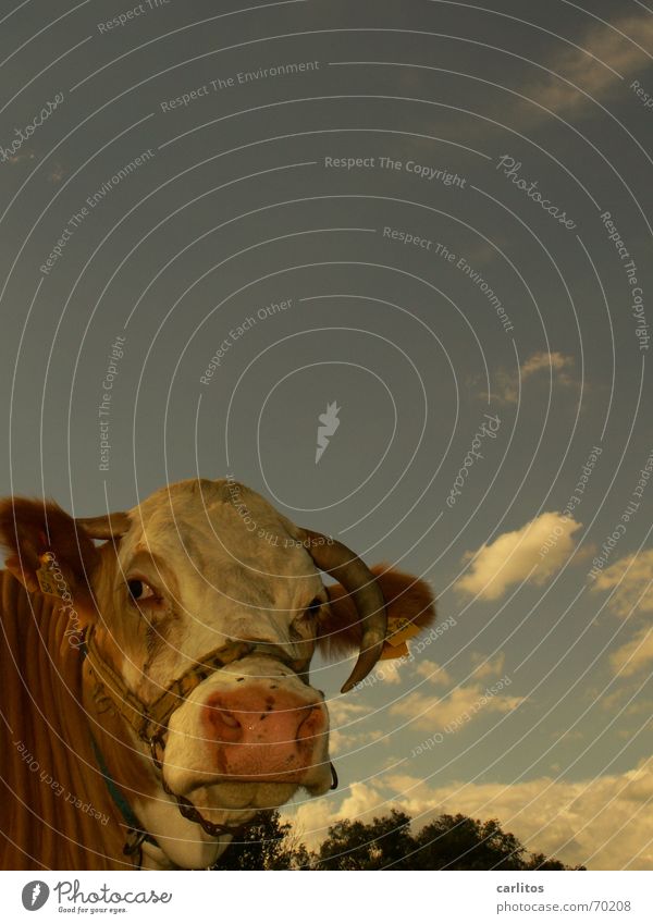 our daily Edith ... Cow Cattle Bull Clouds Agriculture Stupid Smart Animal flying on the nose Antlers Sky Looking