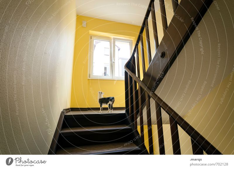 6.6. Interior design Staircase (Hallway) Banister Window Animal Pet Cat 1 Baby animal Discover Looking Cute Watchfulness Curiosity Orientation Yellow Loneliness