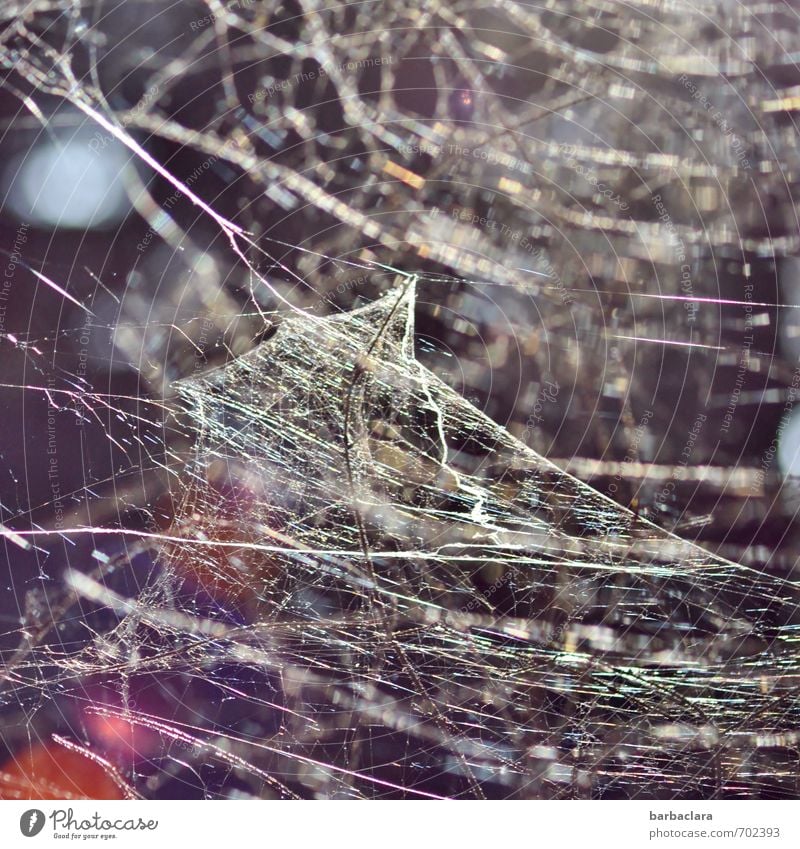 bizarre | Spider Workshop Environment Nature Spider's web Line Net Network Illuminate Exceptional Many Crazy Wild Bizarre Art Attachment Colour photo