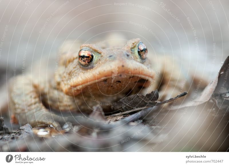 toad Environment Nature Animal Earth Spring Wild animal Frog 1 Observe Sit Wait Disgust Hideous Brown Gray Love of animals Attentive Watchfulness Curiosity