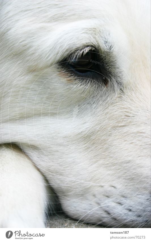 eye view Dog Golden Retriever Longing White retriever Looking Snapshot