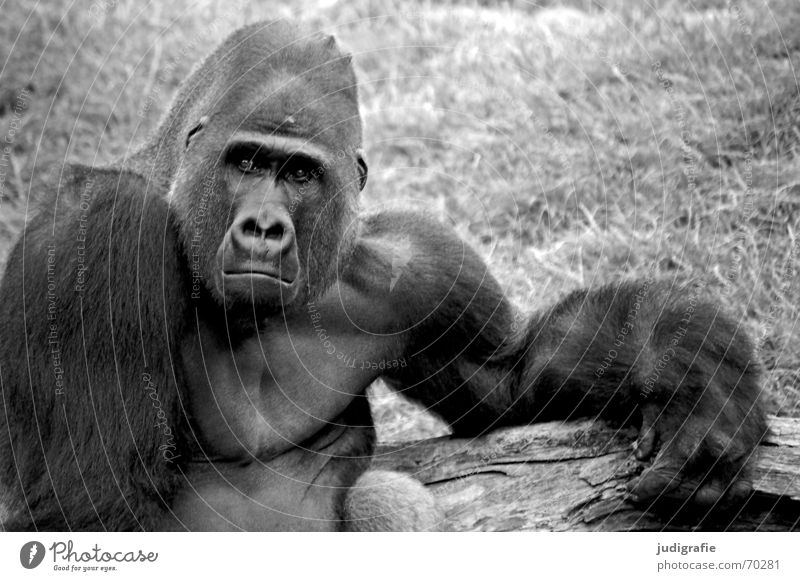 gorilla Masculine Zoo Animal Pelt Sadness Black Grief Distress Aggravation Gorilla Monkeys Mammal Apes Captured Character Black & white photo Looking Forward