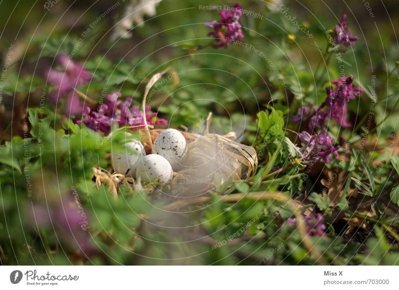 In the shade Easter Nature Spring Flower Grass Leaf Blossom Bird Baby animal Small Moody Protection Safety (feeling of) Warm-heartedness Easter egg nest Nest
