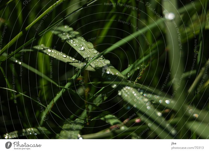 dew drops Grass Wet Dew Summer Morning Black Green Transparent Blur Drops of water Macro (Extreme close-up) deep sheaths
