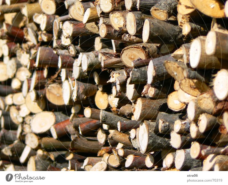 Wood in front of the hut Firewood Stack Brown Stack of wood Tree Tree trunk Heap Rural Pecking order Timber pile tree-branch sharpness-blurriness Branch