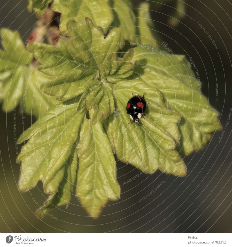 ...black with red dots ... Nature Plant Animal Leaf Wild plant Wild animal Beetle Ladybird 1 Crawl Small Green Red Black red dotted Colour photo Exterior shot