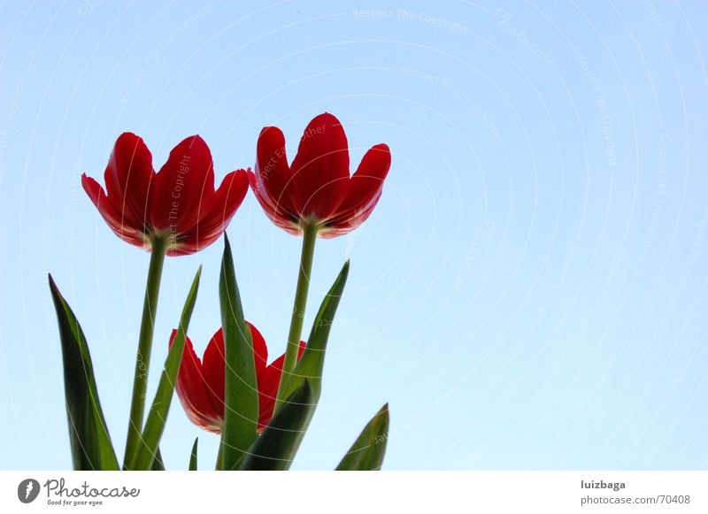 tulips Tulip Nature flowers red outdoor shooting day Wild animal